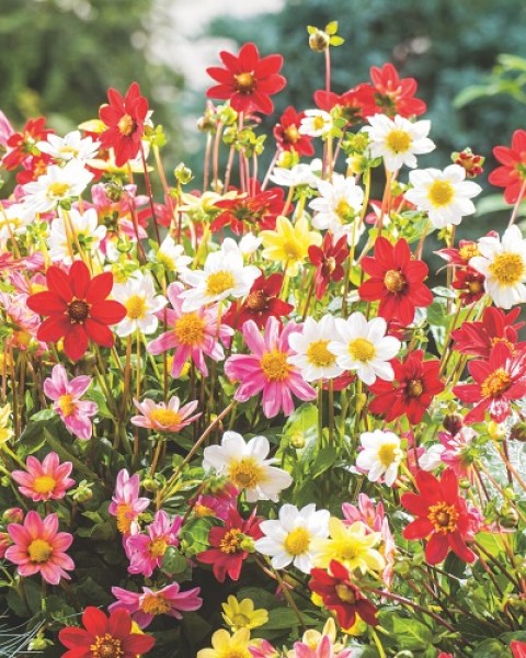 Dahlia Topmix Mix